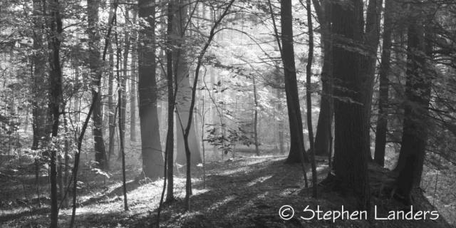 ThroughtheTrees1.JPG